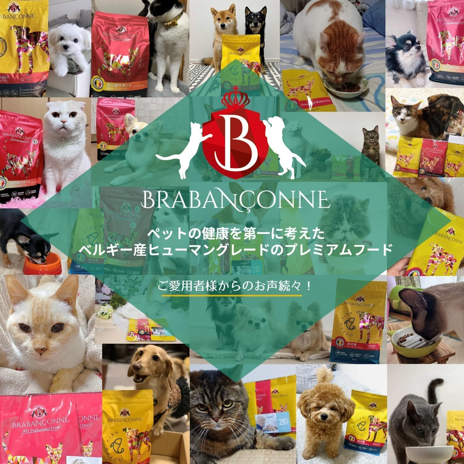 ブラバンコンヌ 大型犬 中型犬 子犬用 ドッグフード チキン 2.5kg ベルギー産 乾燥 小粒 消化器ケア 免疫ケア 関節ケア 小粒 乾燥 無添加 グルテンフリー - 画像 (3)